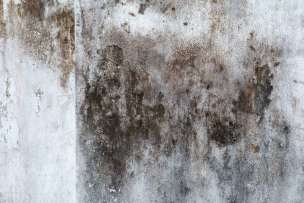 Best Airborne Mold Testing  in Keystone, FL
