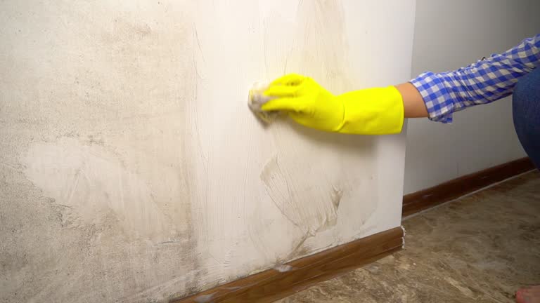Best Mold Odor Removal Services  in Keystone, FL