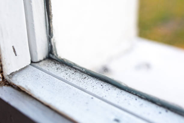 Best Comprehensive Air Testing for Mold Contaminants  in Keystone, FL