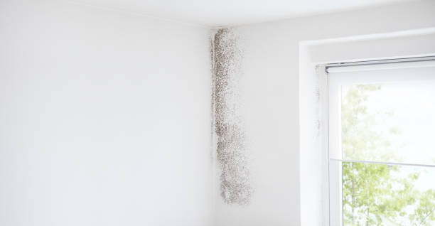 Best Water Damage & Mold Remediation  in Keystone, FL