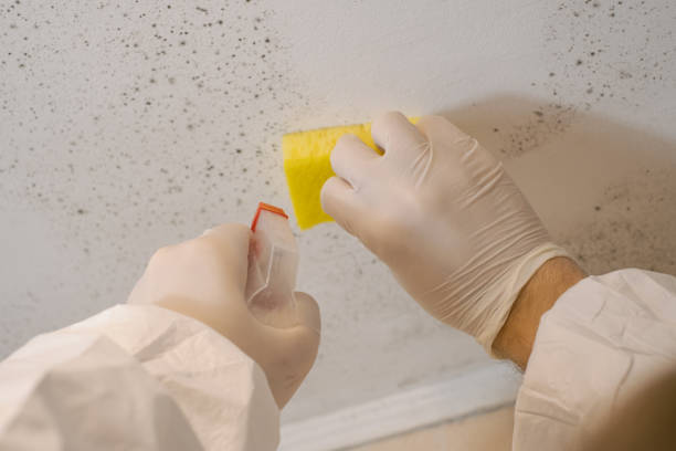 Best Post-Construction Mold Inspection  in Keystone, FL