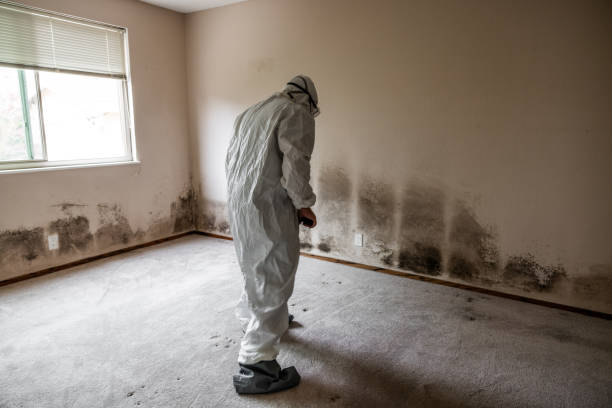 Best Mold Damage Restoration  in Keystone, FL