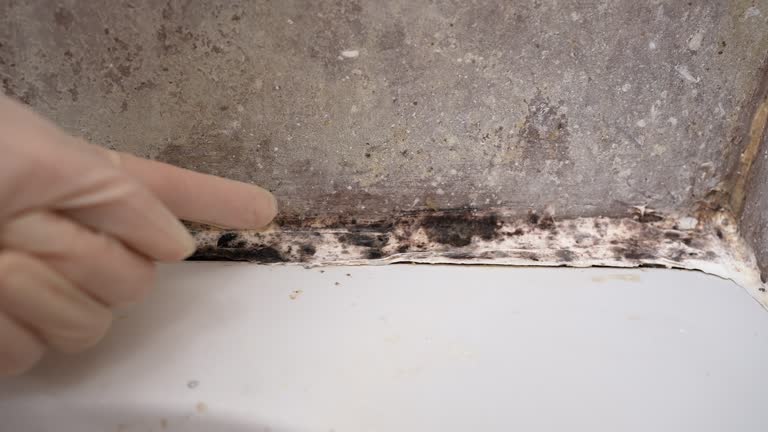 Best HVAC Mold Inspection and Cleaning  in Keystone, FL