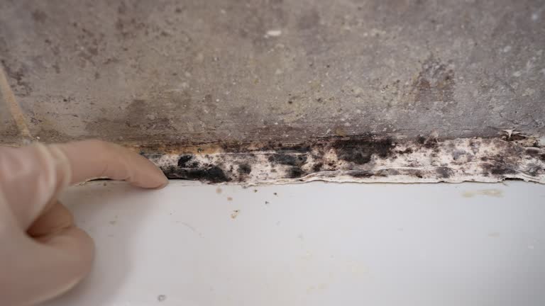 Keystone, FL Mold Removal Company